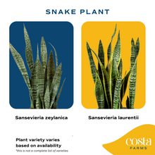 Snake Plant | medium 6in