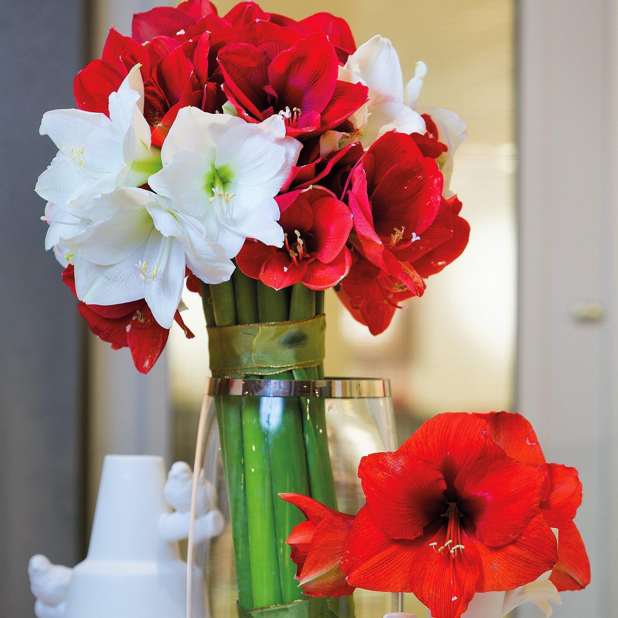 Amaryllis - Holiday Cheer Collection: 3 Bulbs