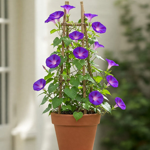 Morning Glory Purple Seed