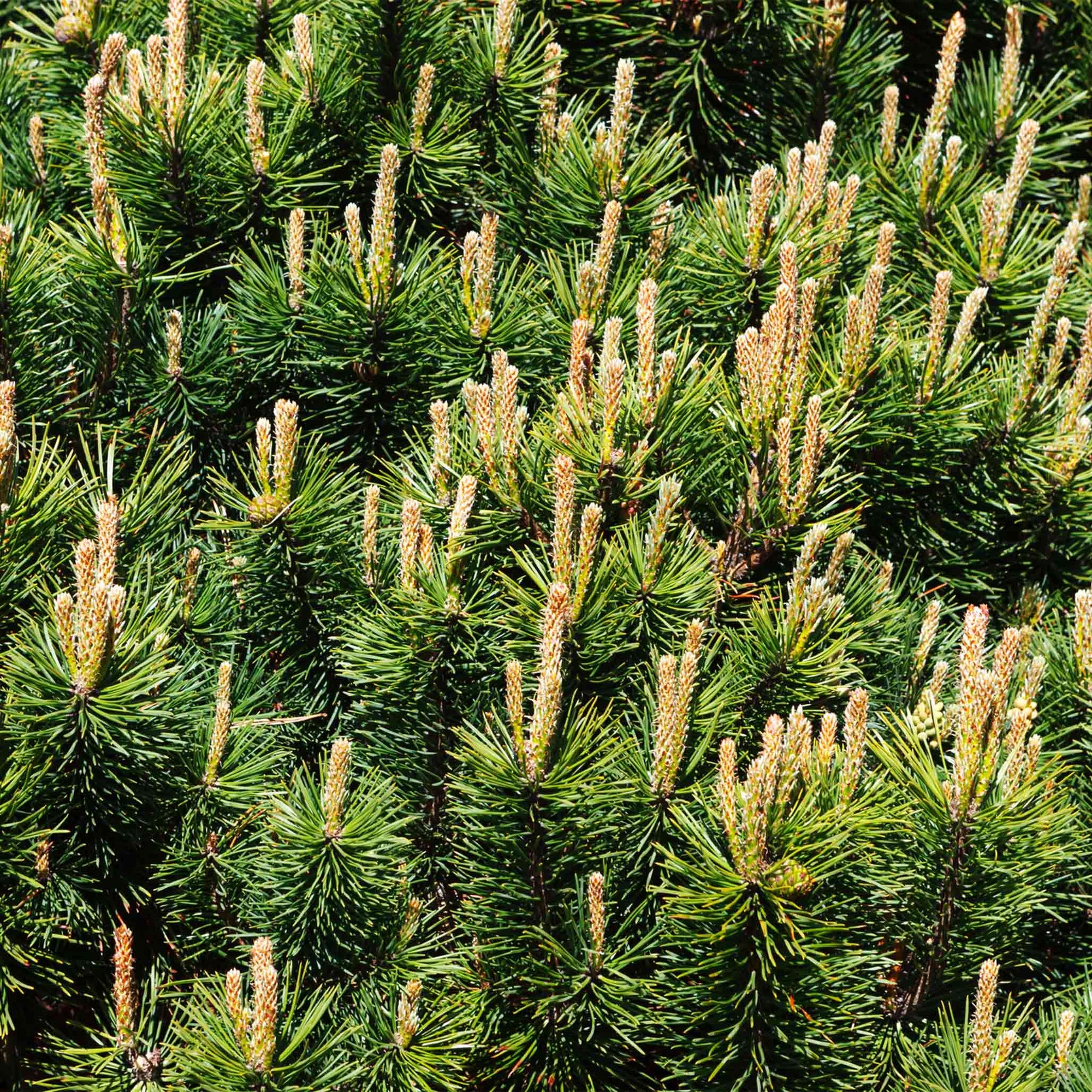 Pumillio Mugho Pine