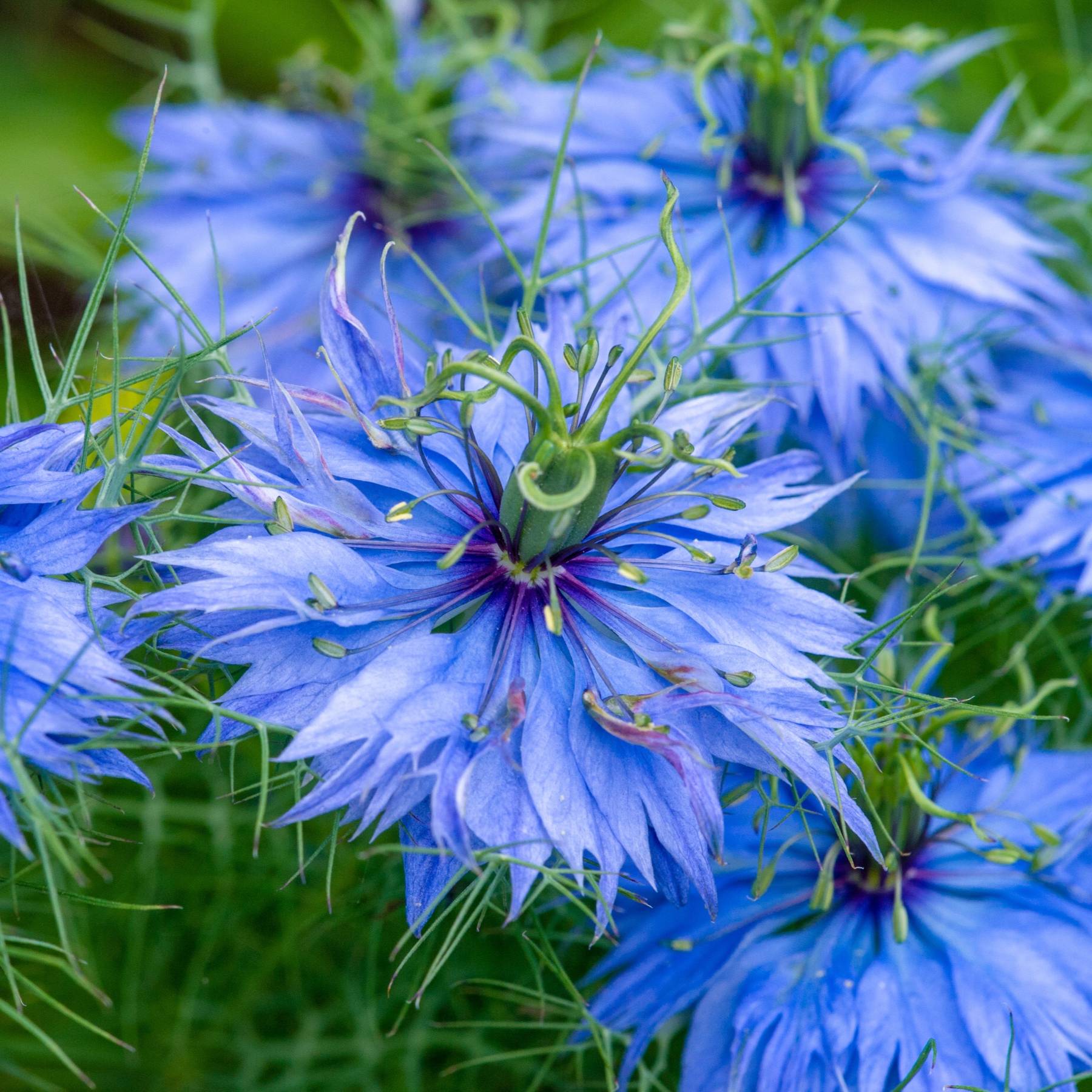Nigella Blue Seed