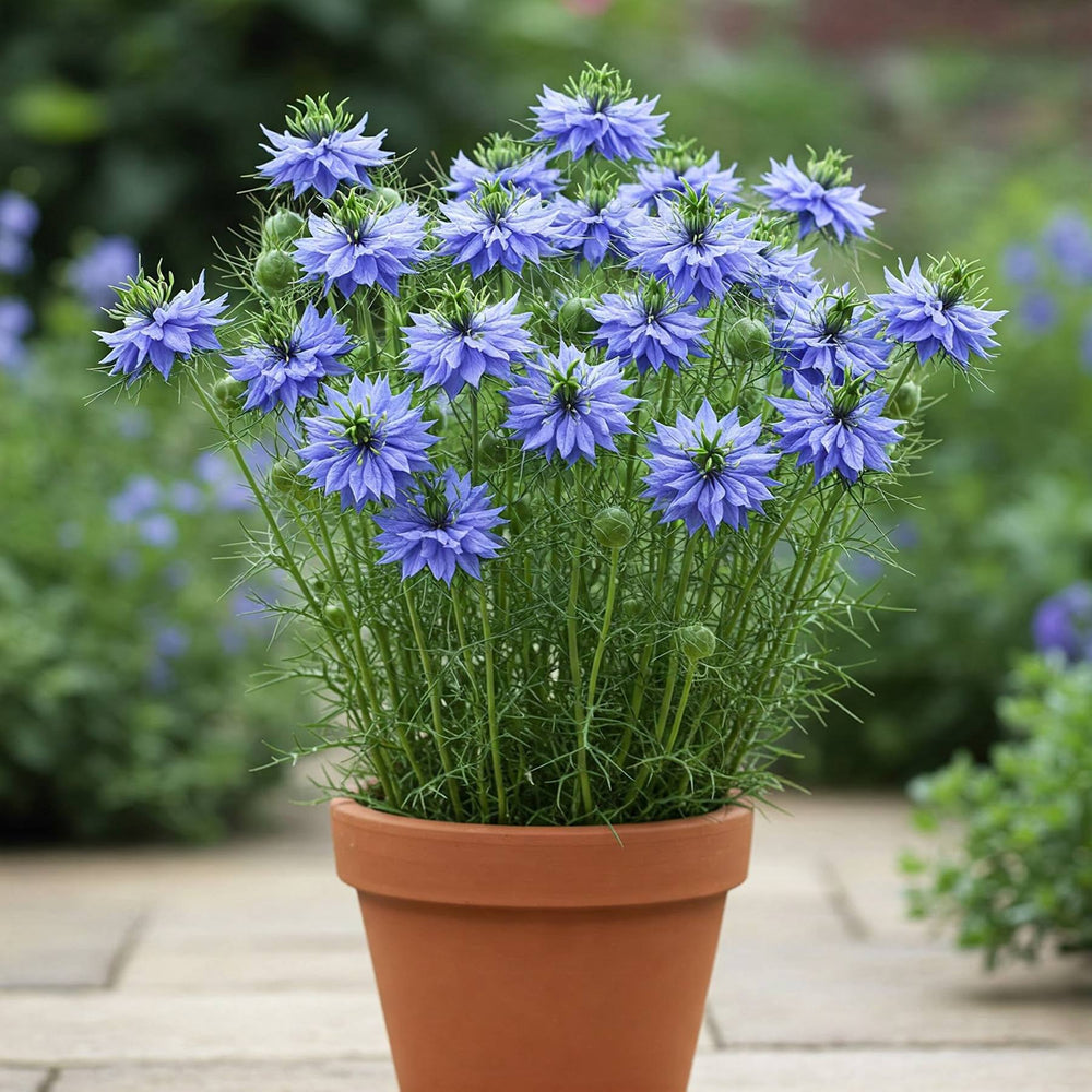 Nigella Blue Seed