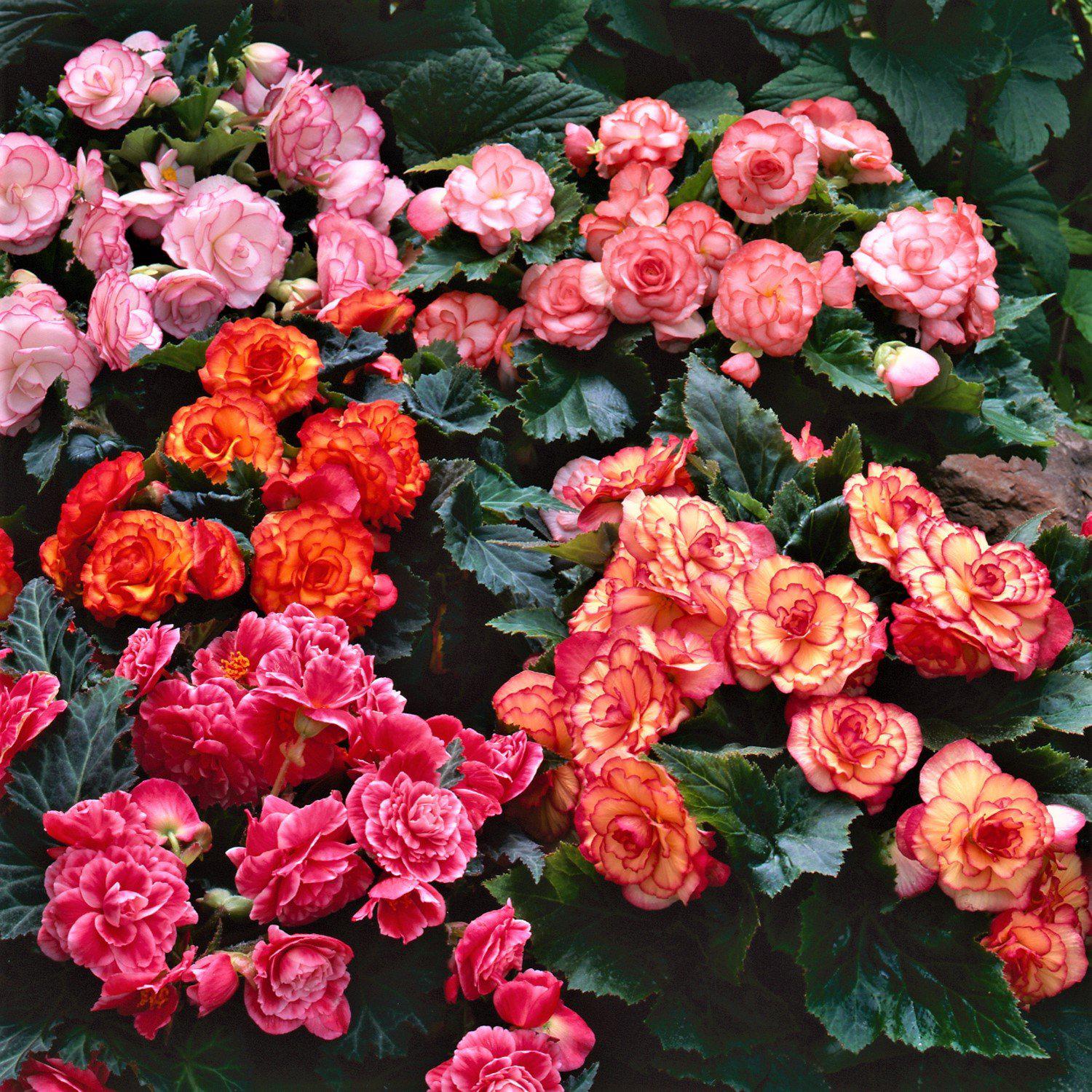 Begonia - Cascade Mix: 6 tubers
