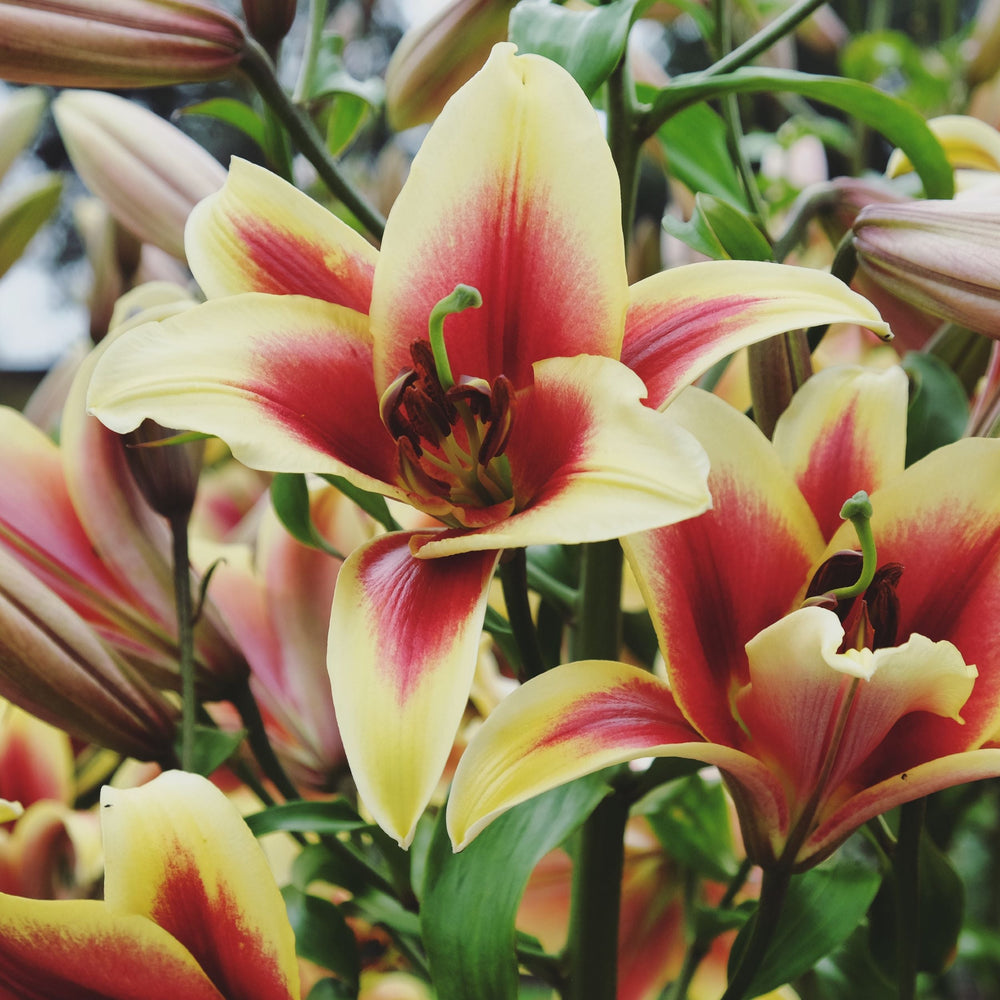 Lilium - Orienpet Lily Flavia: 3 bulbs