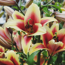 Lilium - Orienpet Lily Flavia: 3 bulbs