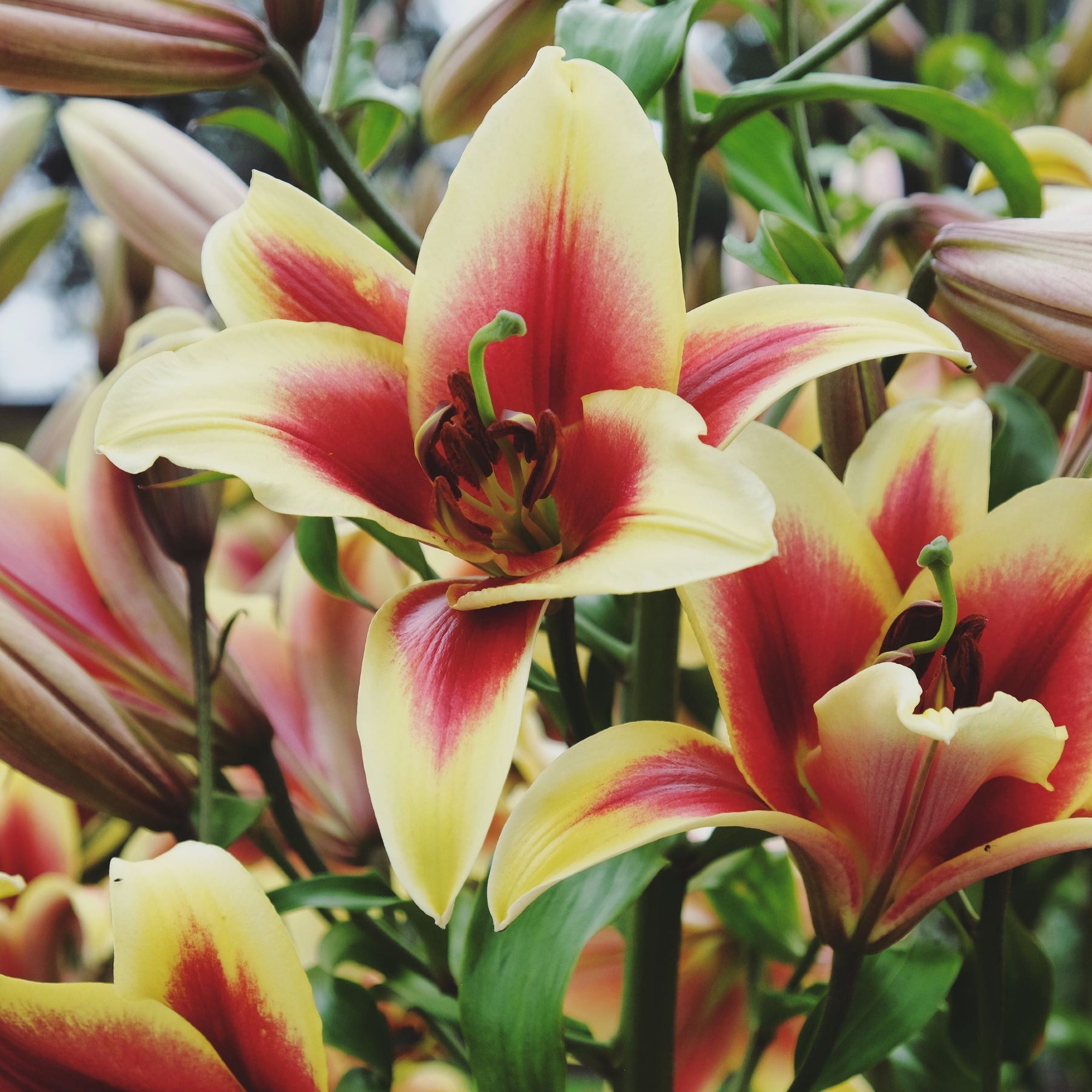 Lilium - Orienpet Lily Flavia: 3 bulbs