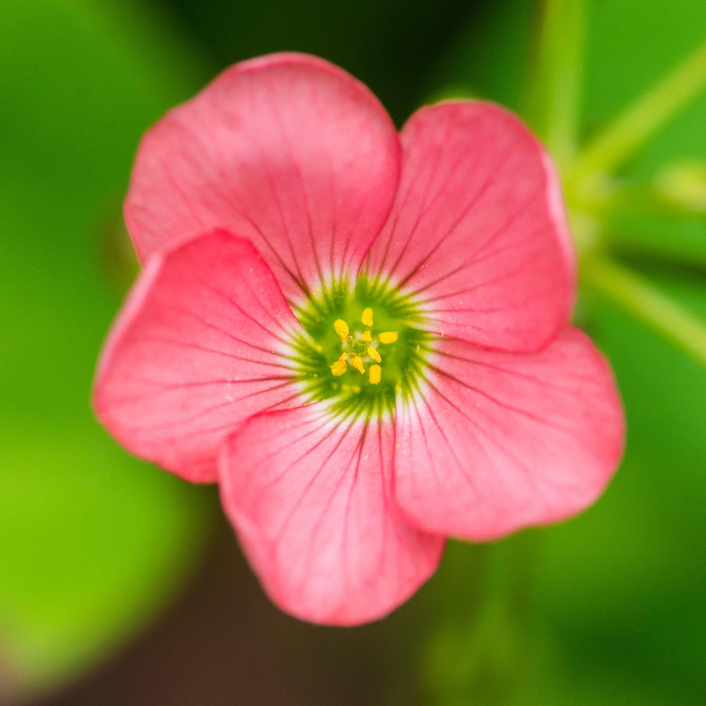 Oxalis - Iron Cross Good Luck Plant: 20 Bulbs