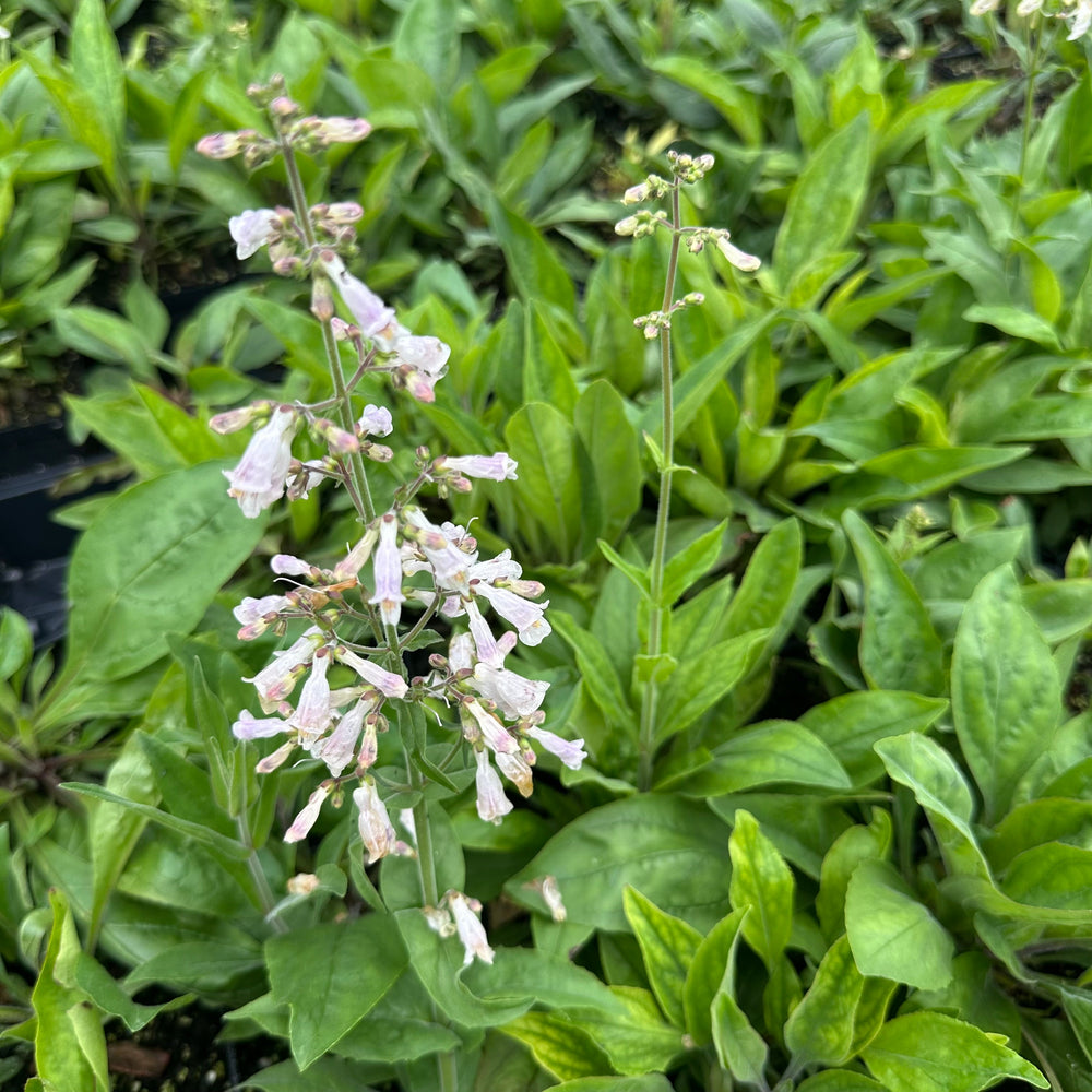 Penstemon pallidus 1Q