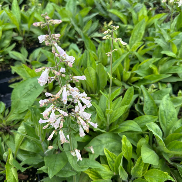 Penstemon pallidus 1Q