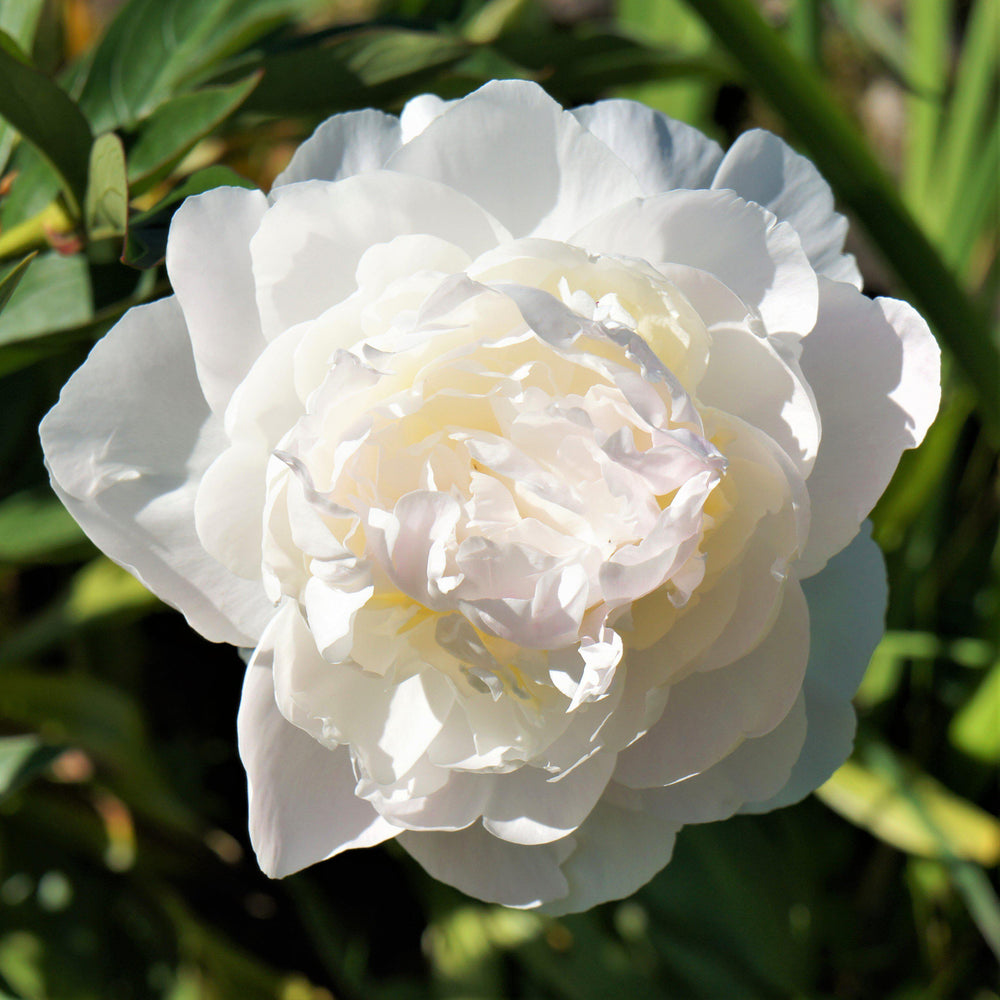 Peony - Officinalis Alba Plena: 1 Field Grown Division