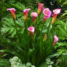 Calla - Pillow Talk: 3 rhizomes