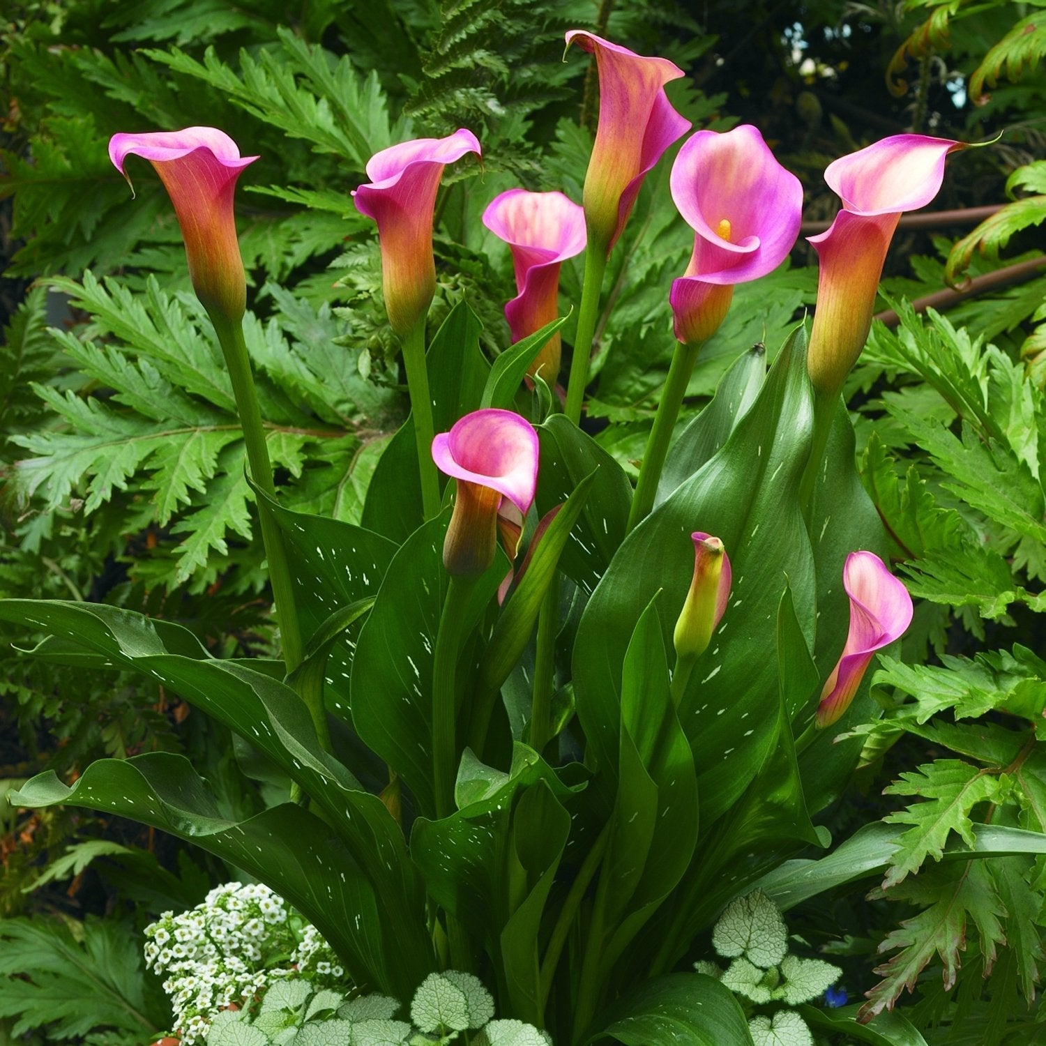 Calla - Pillow Talk: 3 rhizomes