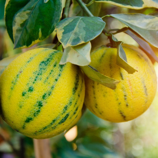 Pink Variegated Eureka Lemon Bush