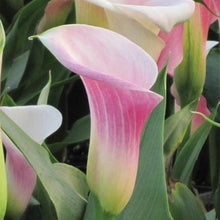 Calla - Pink Melody: 3 rhizomes
