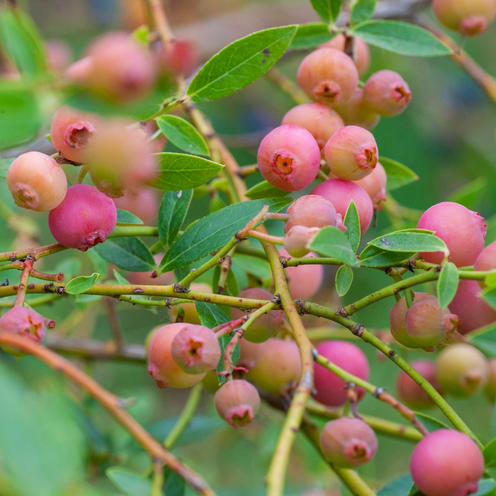 Pink Lemonade Blueberry