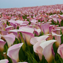 Calla - Pink Melody: 3 rhizomes