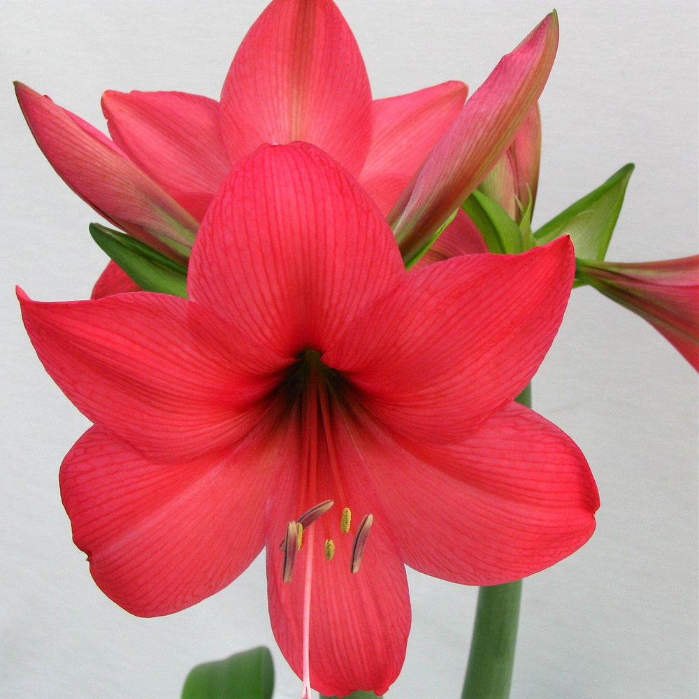 Amaryllis - Pink Pizzazz: 1 Bulb