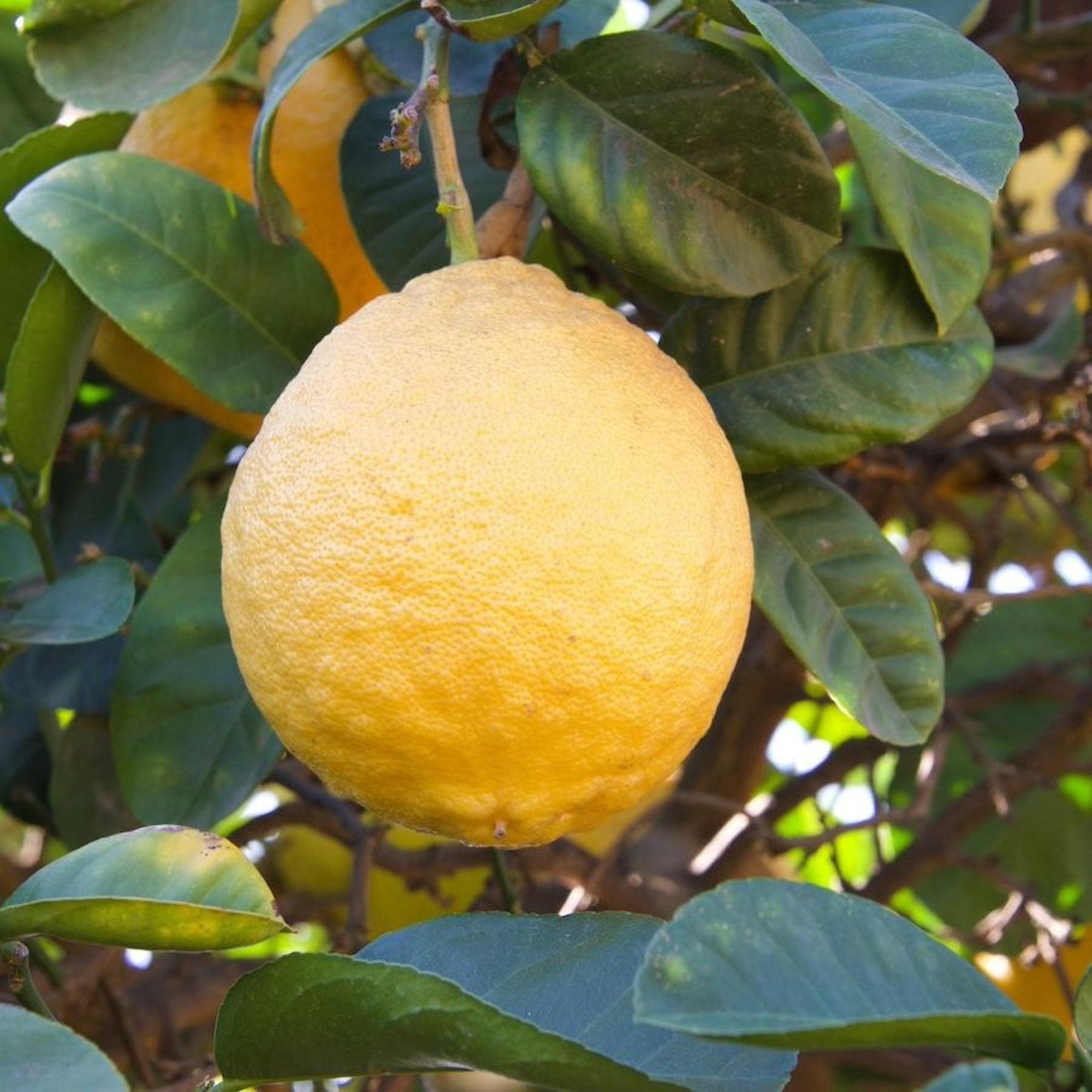 Ponderosa Lemon Tree