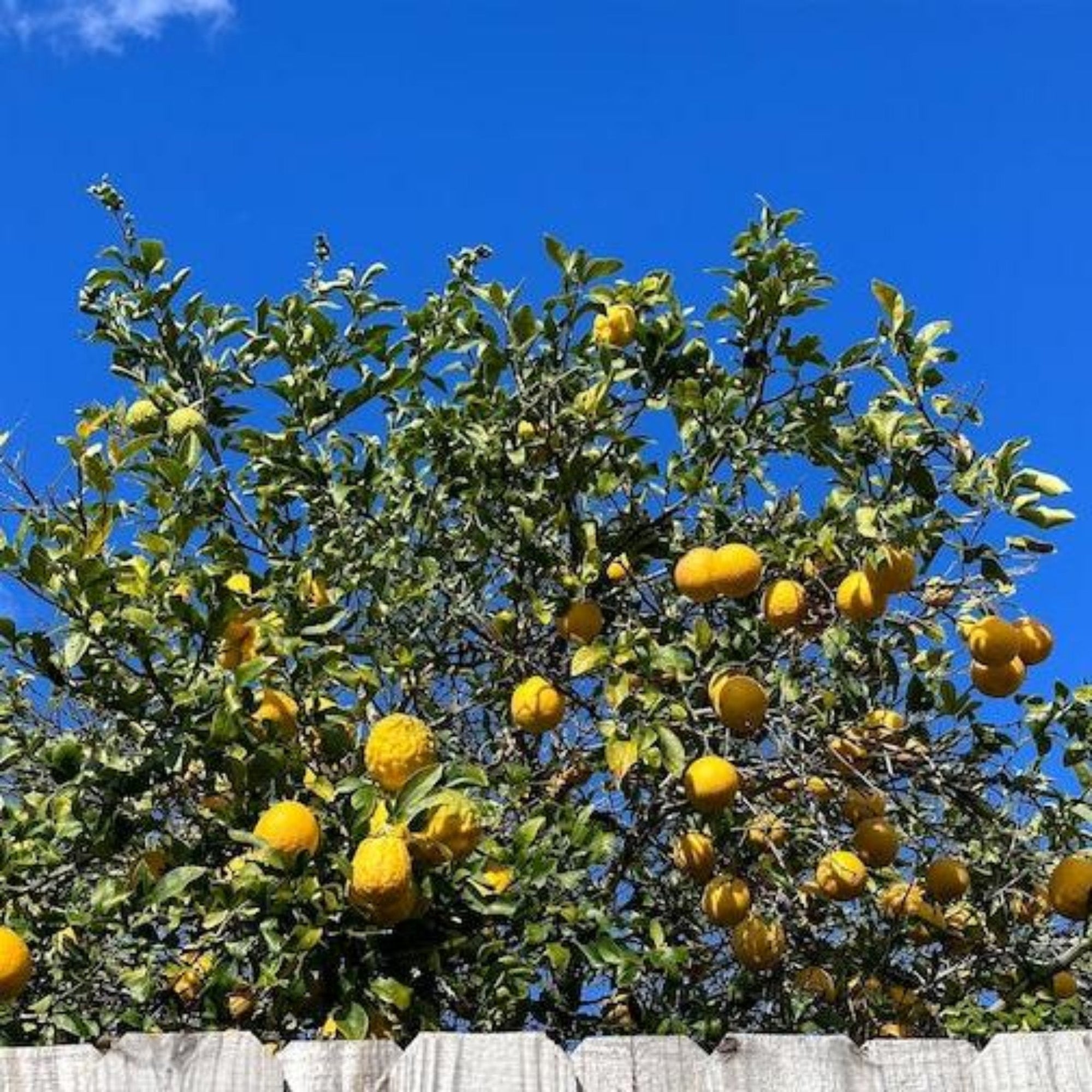 Ponderosa Lemon Tree