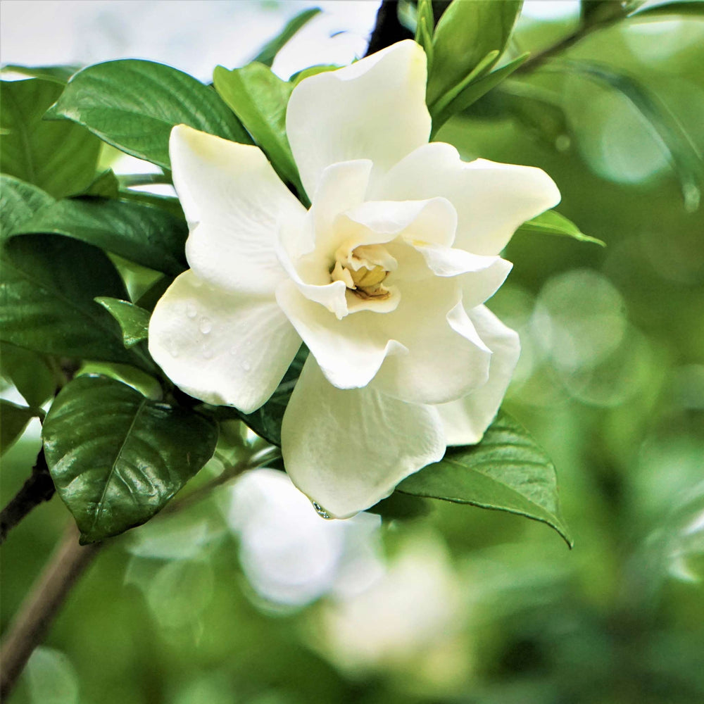 Radicans Gardenia