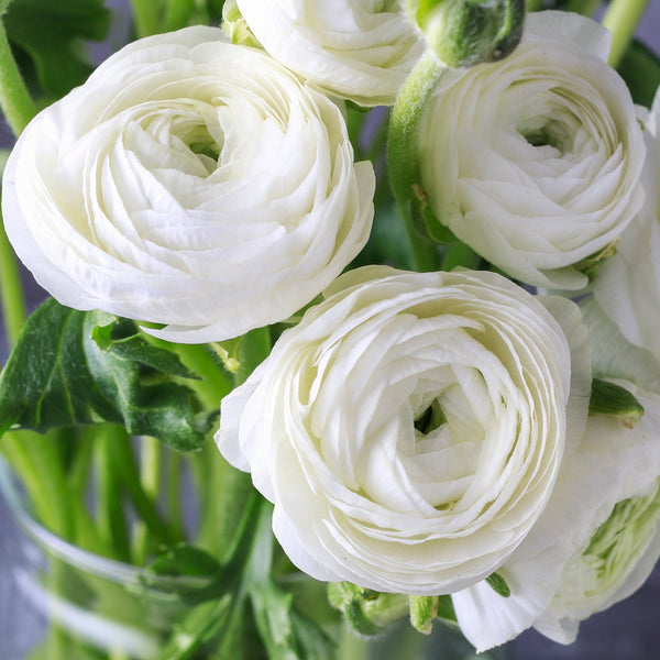 Ranunculus - Tecolote White: 10 Corms