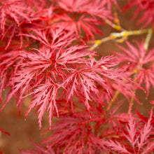 Red Dragon Japanese Maple Tree