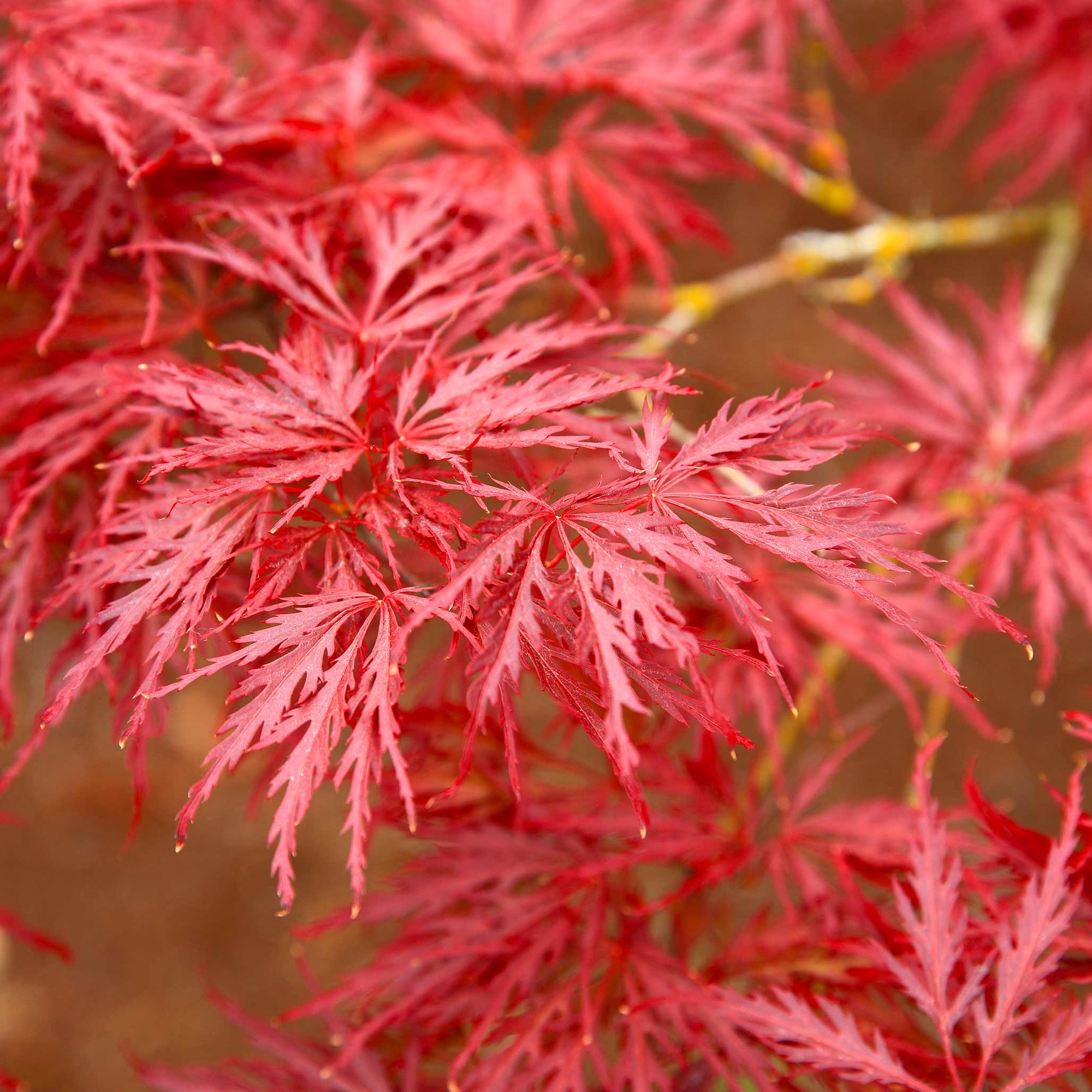 Red Dragon Japanese Maple Tree