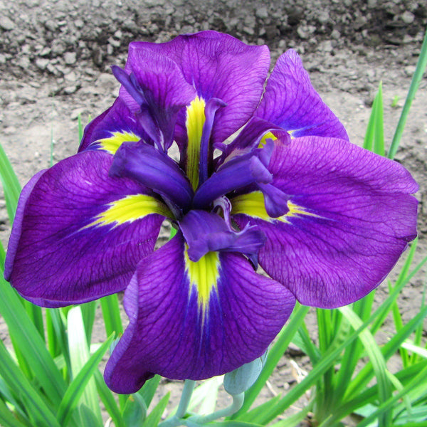 Japanese Iris - Zen Garden Mix: 5 Rhizomes