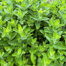 Ruellia humilis 1G