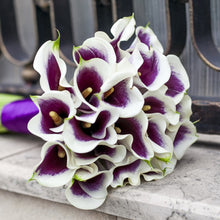 Calla - Picasso: 3 rhizomes