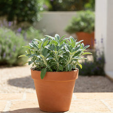 Sage Seed