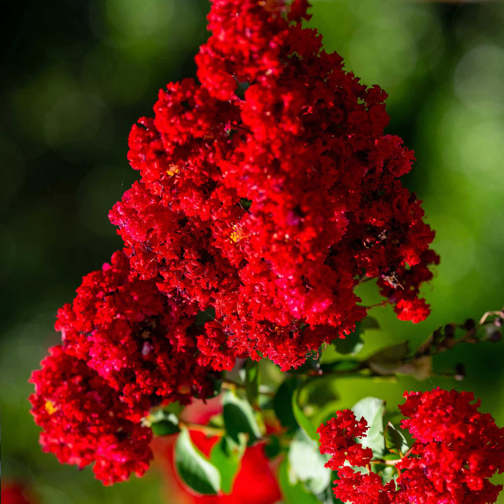 Scarlet Colorama™ Crapemyrtle