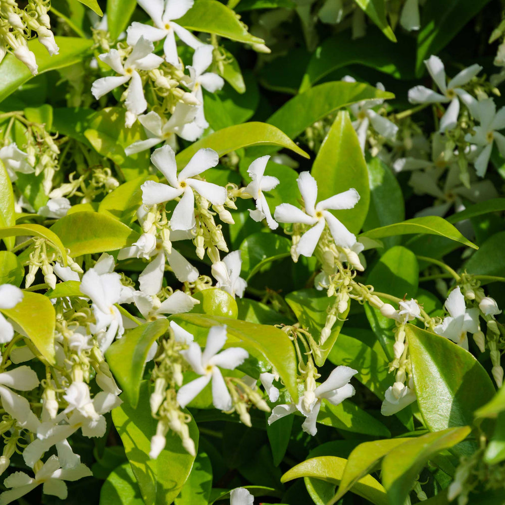 Star Jasmine