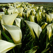 Calla - Super Mac: 3 rhizomes
