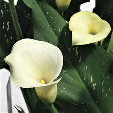Calla - Tuxedo Collection: 6 rhizomes