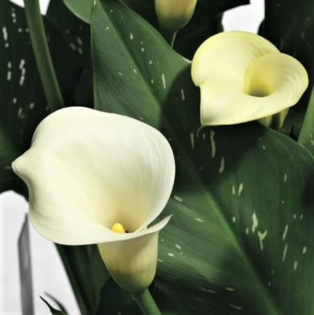 Calla - Tuxedo Collection: 6 rhizomes