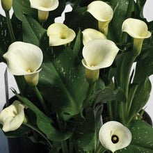 Calla - Super Mac: 3 rhizomes