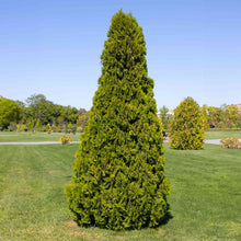 Thuja Virginian™