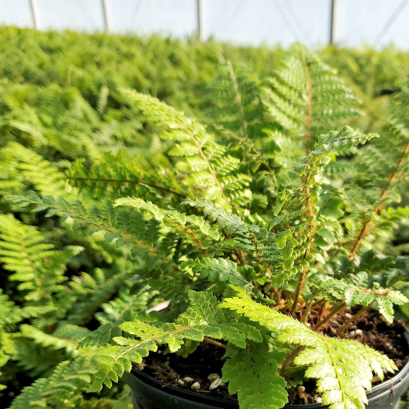 Tassel Fern 1G