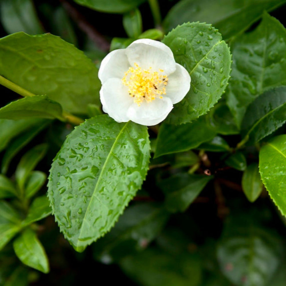 Tea Plant (Camellia sinensis)