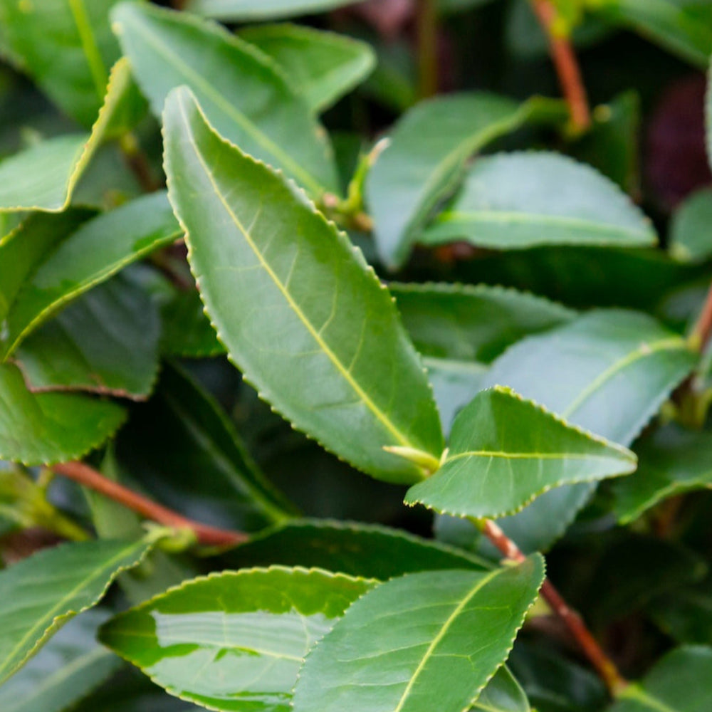 Tea Plant (Camellia sinensis)