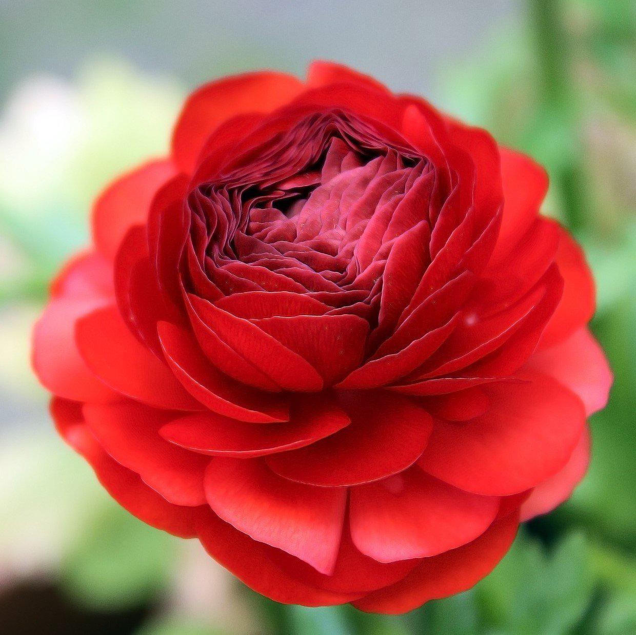 Ranunculus - Tecolote Red: 10 Corms