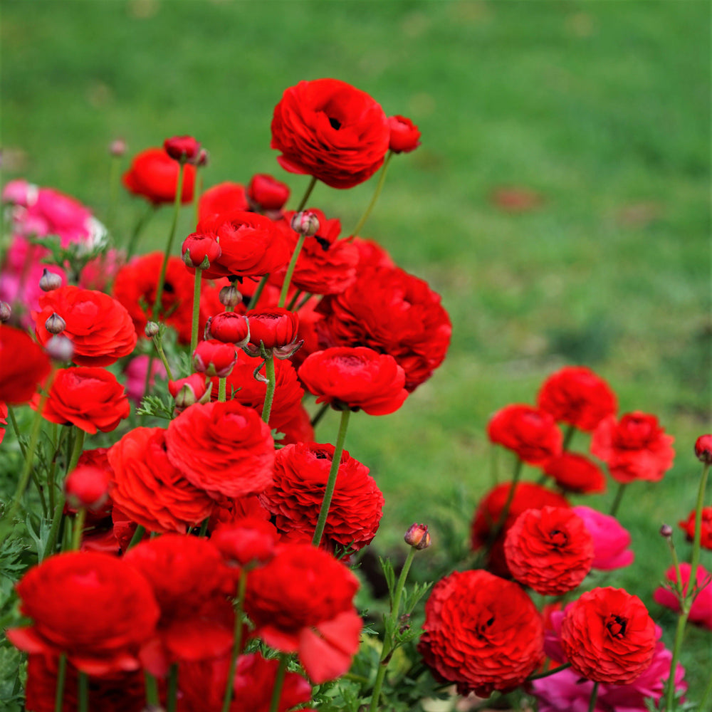 Ranunculus - Tecolote Red: 10 Corms