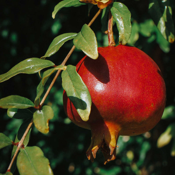 Texas Pink Pomegranate Tree