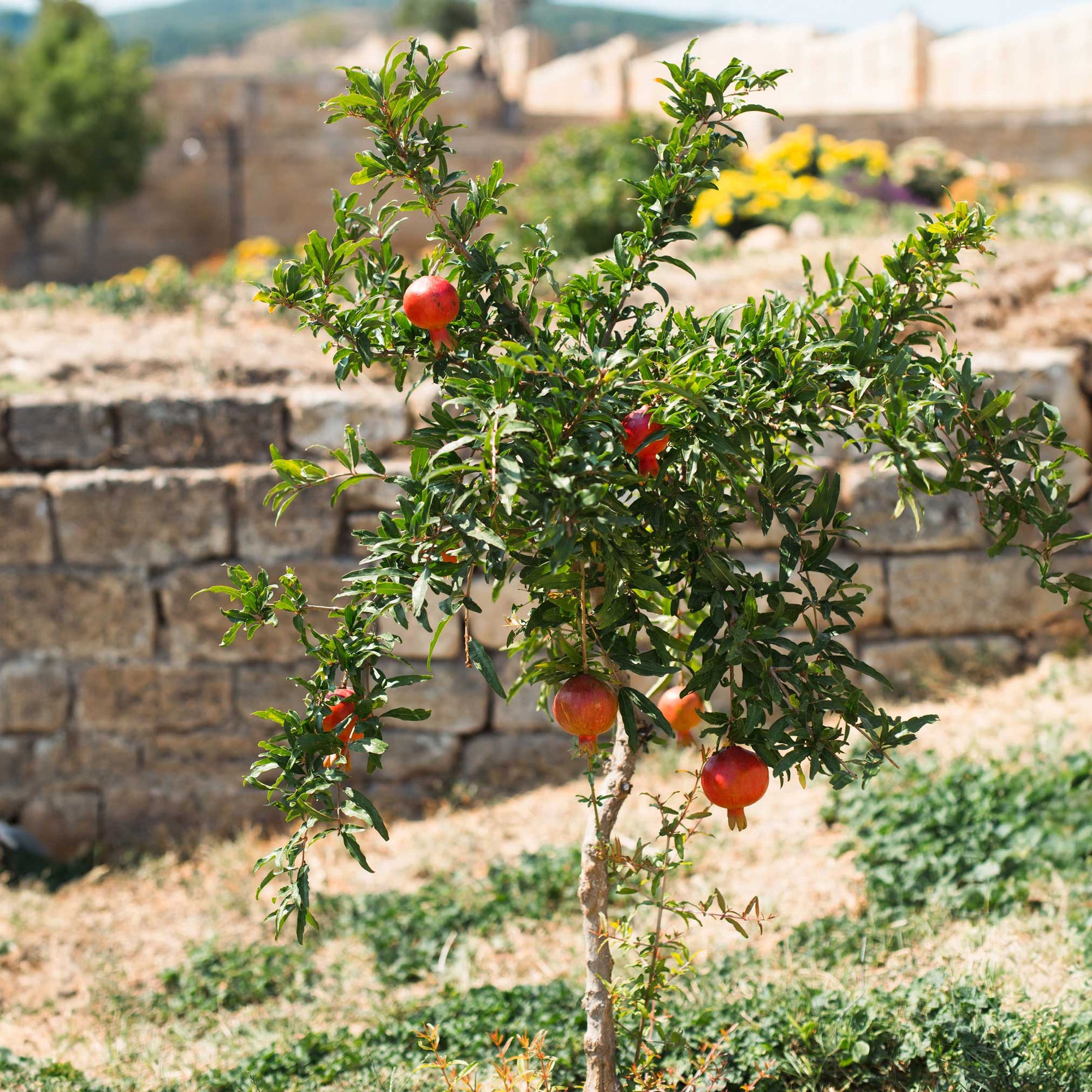 Texas Pink Pomegranate Tree