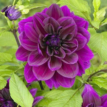 Dahlia - Thomas Edison: 3 divisions (multiple tubers per division)