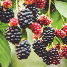 Thornless Blackberry Bush