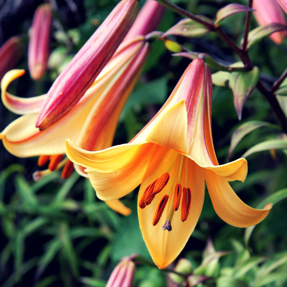 Lilium - Trumpet Lily African Queen: 1 bulb