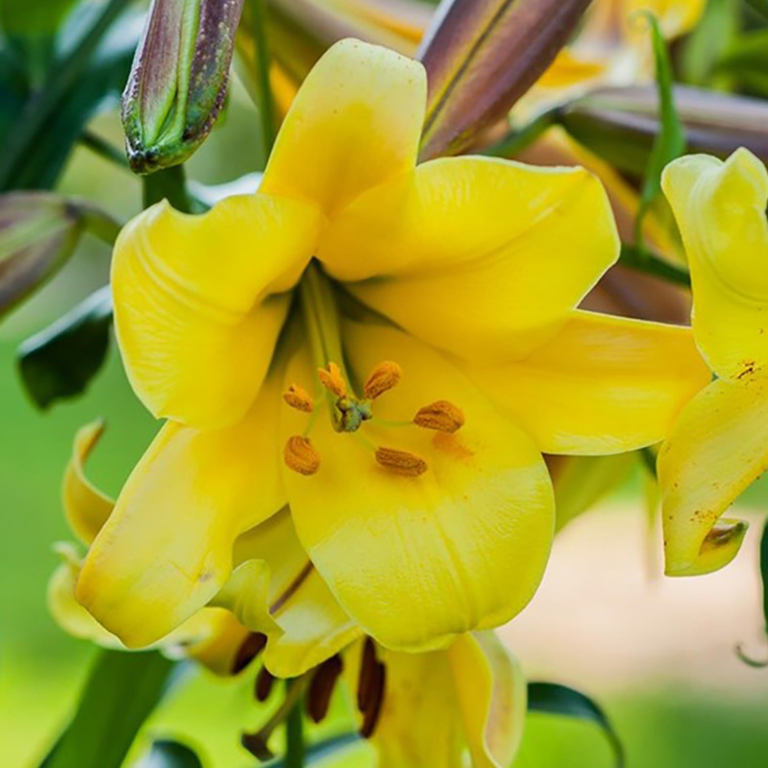 Lilium - Trumpet Lily Golden Splendor: 1 bulb