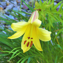 Lilium - Trumpet Lily Golden Splendor: 1 bulb